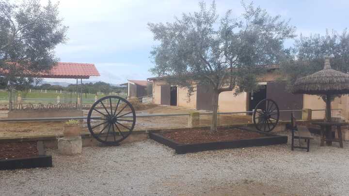 ponis palma de mallorca