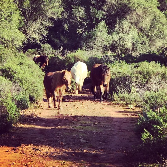 ponis palma de mallorca