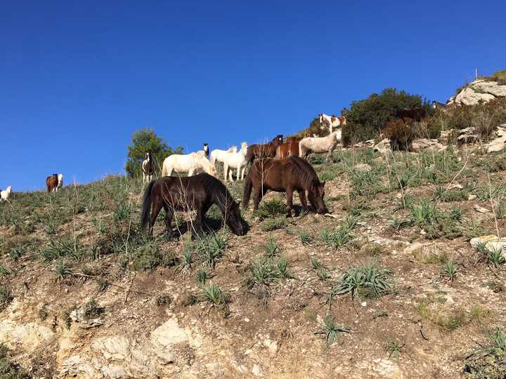 ponis palma de mallorca