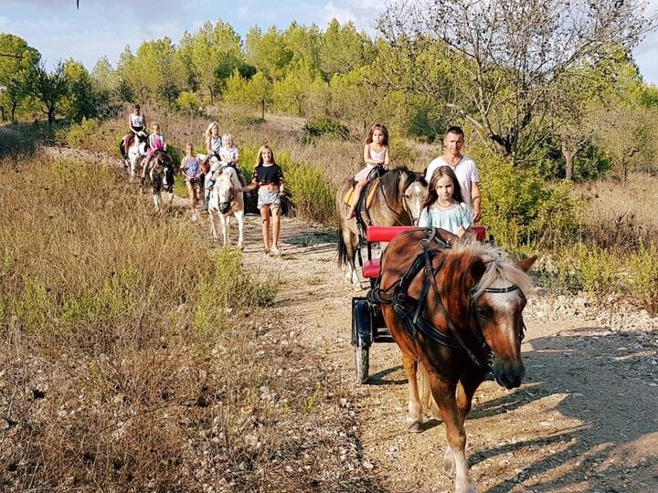 ponis palma de mallorca