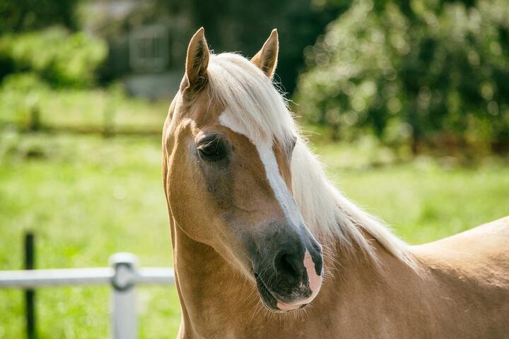 pony express mallorca