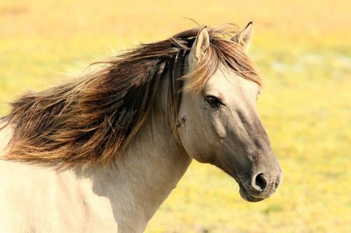 pony express mallorca