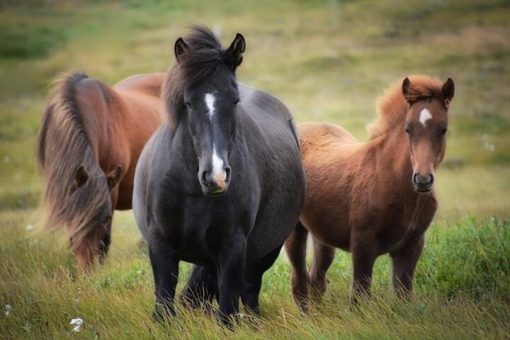 ponis palma de mallorca