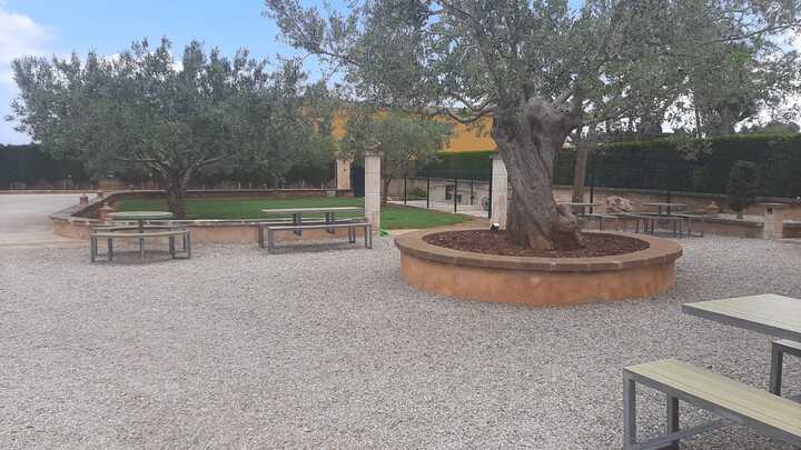ponis palma de mallorca