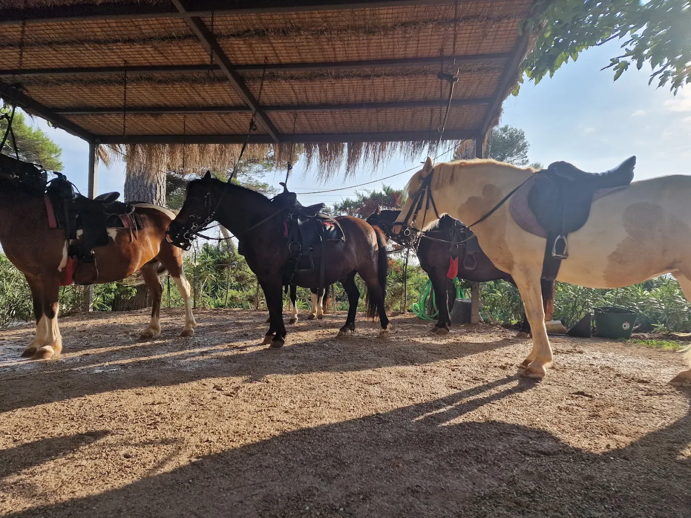 pony express mallorca en Palma de mallorca. Alquiler de ponis Mallorca, fiestas de cumpleaños y día montando ponis.