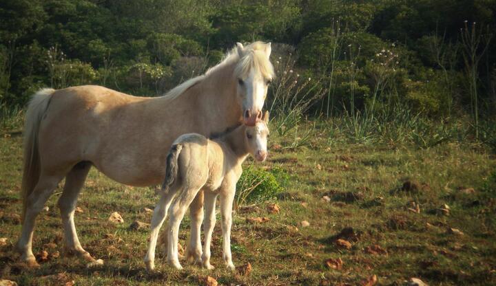 pony express mallorca en Fraser Island Beach Track, Fraser Island, Australia. Alquiler de ponis Mallorca, fiestas de cumpleaños y día montando ponis.