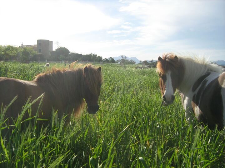 pony express mallorca en Palma de mallorca. Alquiler de ponis Mallorca, fiestas de cumpleaños y día montando ponis.