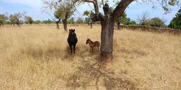 pony express mallorca en Palma de mallorca. Alquiler de ponis Mallorca, fiestas de cumpleaños y día montando ponis.