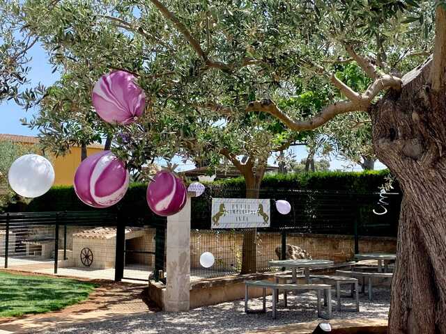 ponis palma de mallorca en Palma de mallorca. Alquiler de ponis Mallorca, fiestas de cumpleaños y día montando ponis.
